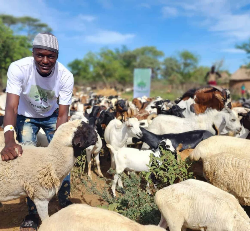 Eid al-Adha sheep