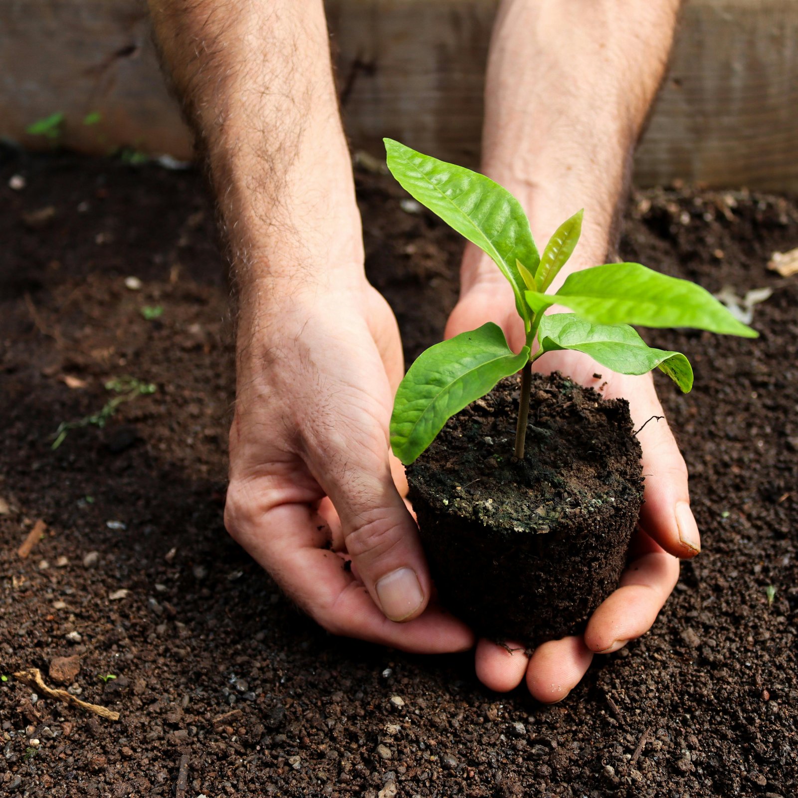 Planting a Tree: the Sadaqa Jariya That Never Stops